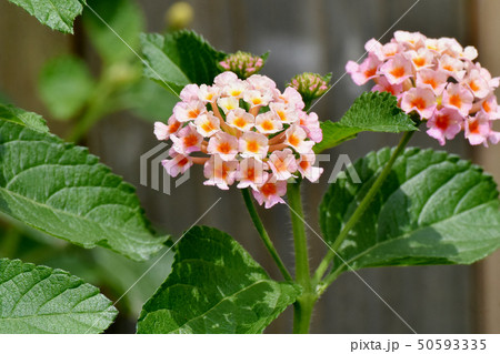 三鷹中原に咲くランタナ(シチヘンゲ) 三鷹中原に咲くランタナ(シチヘンゲ) 50593335