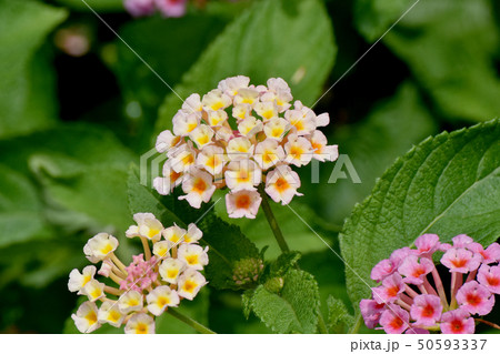 三鷹中原に咲くランタナ(シチヘンゲ) 三鷹中原に咲くランタナ(シチヘンゲ) 50593337