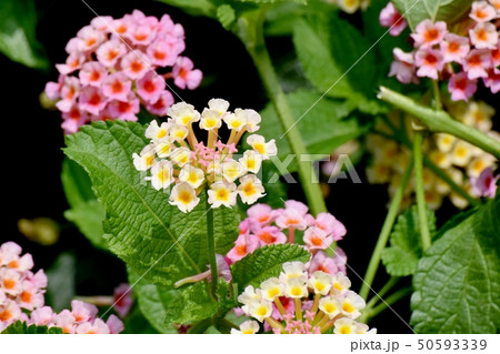 三鷹中原に咲くランタナ(シチヘンゲ) 三鷹中原に咲くランタナ(シチヘンゲ) 50593339