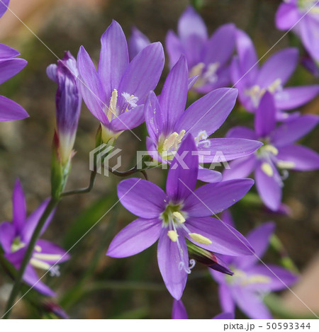 南アフリカ原産の珍しい花ゲイソリザ・イナエクアリスの写真 50593344