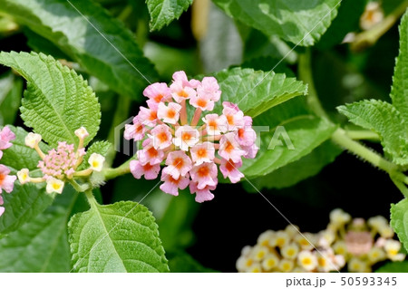 三鷹中原に咲くランタナ（シチヘンゲ） 50593345