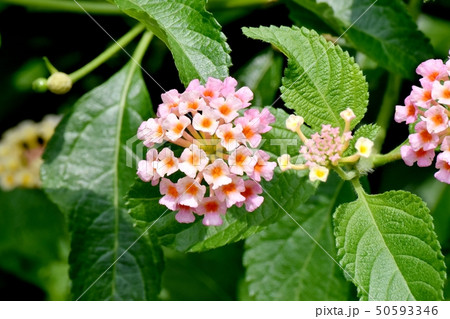 三鷹中原に咲くランタナ（シチヘンゲ） 50593346