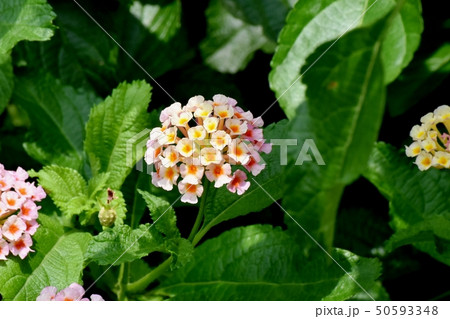 三鷹中原に咲くランタナ(シチヘンゲ) 三鷹中原に咲くランタナ(シチヘンゲ) 50593348