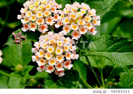 三鷹中原に咲くランタナ（シチヘンゲ） 50593351