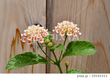 三鷹中原に咲くランタナ（シチヘンゲ） 50593353