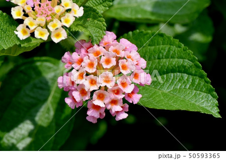 三鷹中原に咲くランタナ(シチヘンゲ) 三鷹中原に咲くランタナ(シチヘンゲ) 50593365