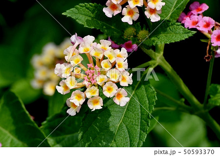 三鷹中原に咲くランタナ（シチヘンゲ） 50593370