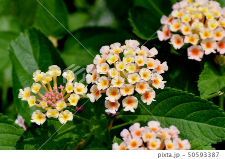三鷹中原に咲くランタナ(シチヘンゲ) 三鷹中原に咲くランタナ(シチヘンゲ) 50593387