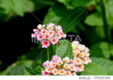 三鷹中原に咲くランタナ（シチヘンゲ） 50593389