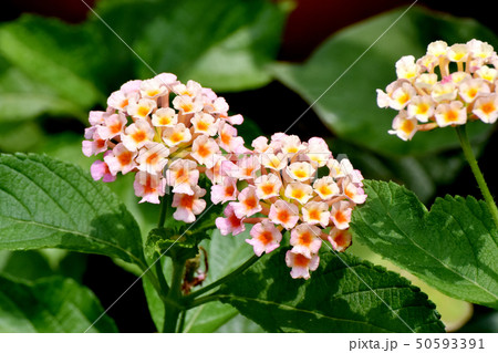 三鷹中原に咲くランタナ（シチヘンゲ） 50593391