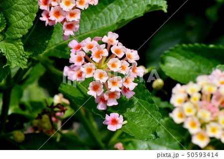 三鷹中原に咲くランタナ（シチヘンゲ） 50593414