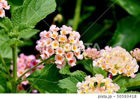 三鷹中原に咲くランタナ(シチヘンゲ) 三鷹中原に咲くランタナ(シチヘンゲ) 50593418