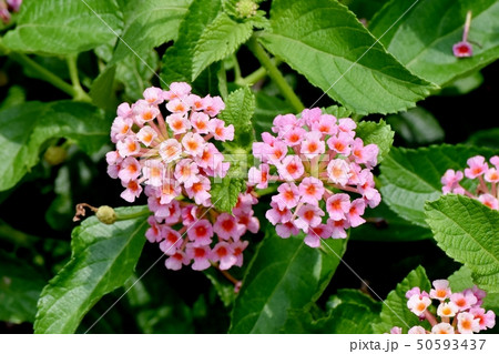 三鷹中原に咲くランタナ(シチヘンゲ) 三鷹中原に咲くランタナ(シチヘンゲ) 50593437