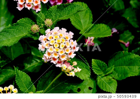 三鷹中原に咲くランタナ(シチヘンゲ) 三鷹中原に咲くランタナ(シチヘンゲ) 50593439