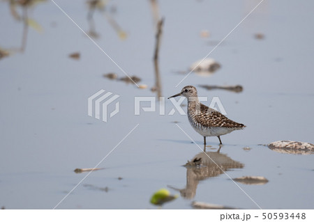 有明干拓地のタカブシギ02 有明干拓地のタカブシギ02 50593448