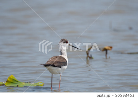 有明干拓地に飛来したセイタカシギ04 有明干拓地に飛来したセイタカシギ04 50593453