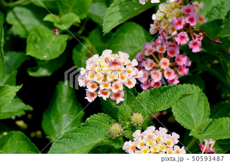 三鷹中原に咲くランタナ(シチヘンゲ) 三鷹中原に咲くランタナ(シチヘンゲ) 50593487