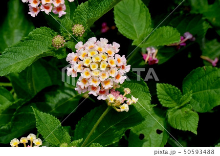 三鷹中原に咲くランタナ（シチヘンゲ） 50593488