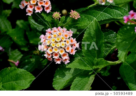 三鷹中原に咲くランタナ(シチヘンゲ) 三鷹中原に咲くランタナ(シチヘンゲ) 50593489