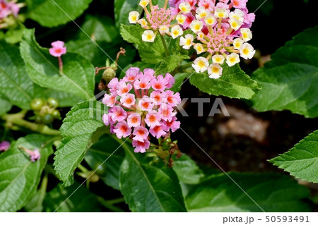 三鷹中原に咲くランタナ（シチヘンゲ） 50593491