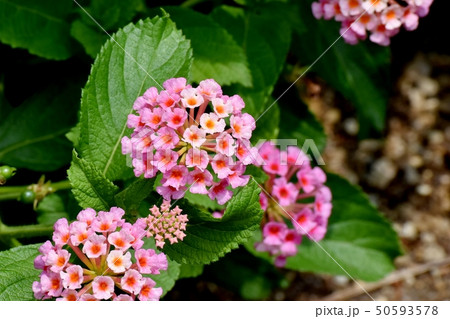 三鷹中原に咲くランタナ（シチヘンゲ） 50593578