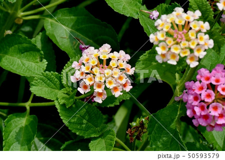 三鷹中原に咲くランタナ（シチヘンゲ） 50593579