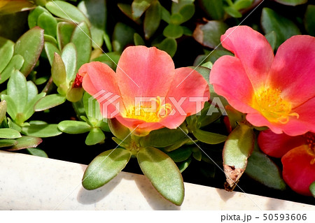 三鷹中原に咲く朱色のハナスベリヒユ(ポーチュラカ) 三鷹中原に咲く朱色のハナスベリヒユ(ポーチュラカ) 50593606