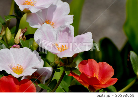 三鷹中原に咲く淡いピンクのハナスベリヒユ（ポーチュラカ） 50593659