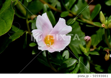 三鷹中原に咲く淡いピンクのハナスベリヒユ（ポーチュラカ） 50593661