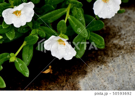 三鷹中原に咲く白いハナスベリヒユ(ポーチュラカ) 三鷹中原に咲く白いハナスベリヒユ(ポーチュラカ) 50593692