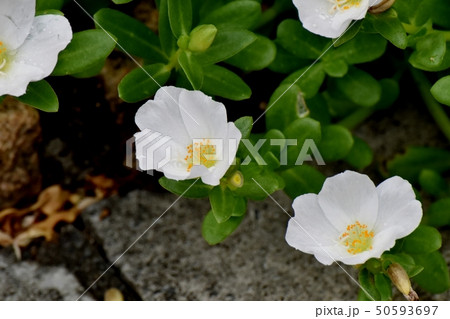 三鷹中原に咲く白いハナスベリヒユ(ポーチュラカ) 三鷹中原に咲く白いハナスベリヒユ(ポーチュラカ) 50593697
