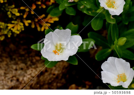 三鷹中原に咲く白いハナスベリヒユ(ポーチュラカ) 三鷹中原に咲く白いハナスベリヒユ(ポーチュラカ) 50593698