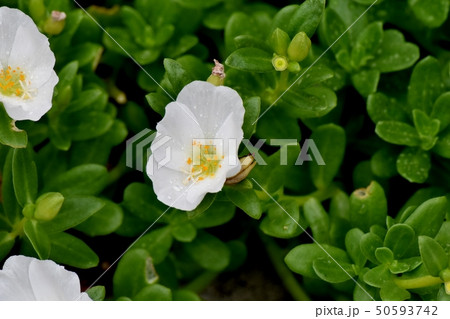 三鷹中原に咲く白いハナスベリヒユ（ポーチュラカ） 50593742