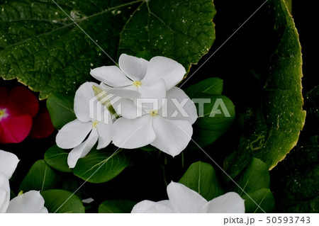 三鷹中原に咲く白いニチニチソウ 50593743