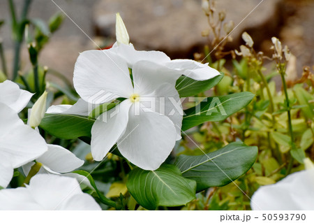 三鷹中原に咲く白いニチニチソウ 50593790