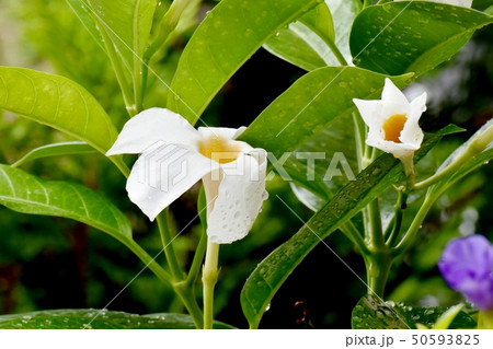 三鷹中原に咲く白いサンパラソル(マンデビラ) 三鷹中原に咲く白いサンパラソル(マンデビラ) 50593825