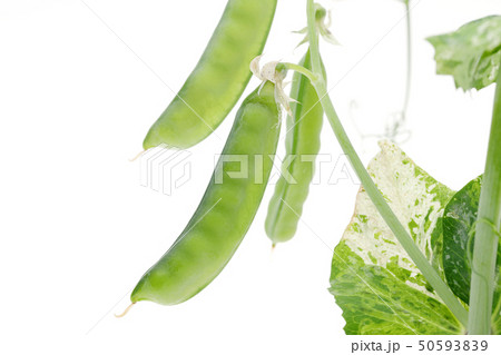 えんどう豆　野菜 50593839