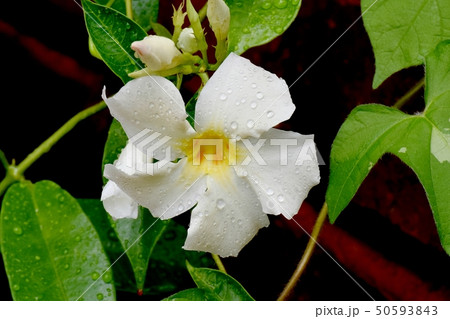 三鷹中原に咲く白いサンパラソル(マンデビラ) 三鷹中原に咲く白いサンパラソル(マンデビラ) 50593843