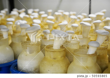 あわび茸_04 50593865