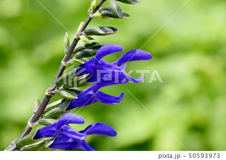 三鷹中原に咲く青いサルビア・ガラニチカ(メドウセージ) 三鷹中原に咲く青いサルビア・ガラニチカ(メドウセージ) 50593973