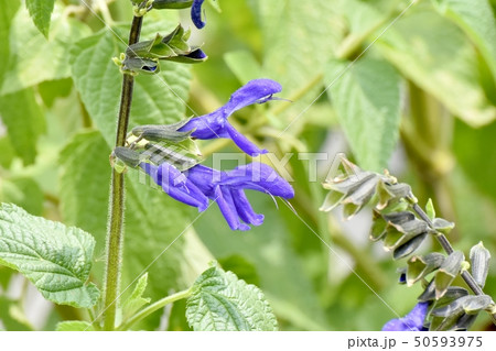 三鷹中原に咲く青いサルビア・ガラニチカ(メドウセージ) 三鷹中原に咲く青いサルビア・ガラニチカ(メドウセージ) 50593975