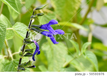 三鷹中原に咲く青いサルビア・ガラニチカ（メドウセージ） 50593976