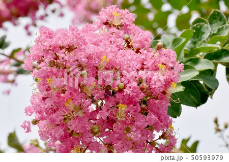三鷹中原に咲くピンクのサルスベリの花 三鷹中原に咲くピンクのサルスベリの花 50593979