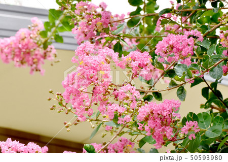 三鷹中原に咲くピンクのサルスベリの花 三鷹中原に咲くピンクのサルスベリの花 50593980