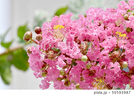 三鷹中原に咲くピンクのサルスベリの花 50593987