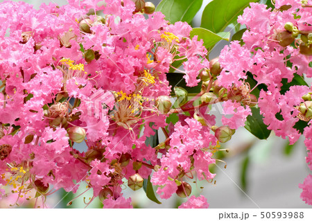 三鷹中原に咲くピンクのサルスベリの花 50593988