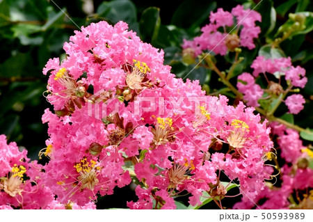 三鷹中原に咲くピンクのサルスベリの花 50593989