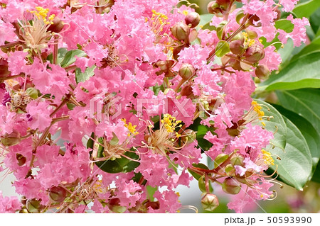 三鷹中原に咲くピンクのサルスベリの花 50593990