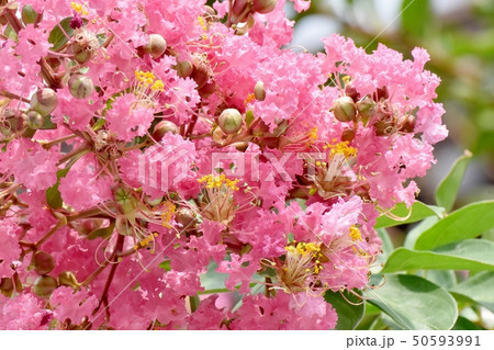 三鷹中原に咲くピンクのサルスベリの花 50593991