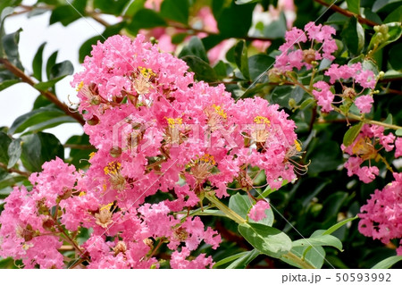 三鷹中原に咲くピンクのサルスベリの花 50593992